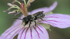 Megachile montivaga