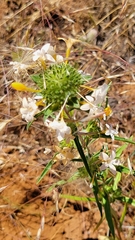 Collomia grandiflora