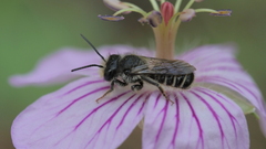 Megachile montivaga