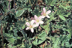 Geranium antrorsum