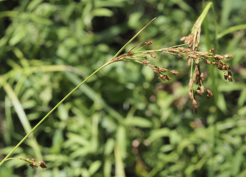 Nodding Bulrush From Washington County, Md, Usa On July 10, 2022 At 01: 