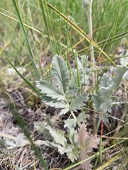 Potentilla effusa