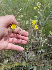 Potentilla effusa