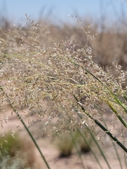 Sporobolus flexuosus