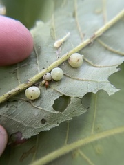 Caryomyia glauciglobus