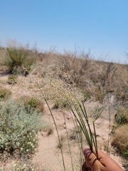 Sporobolus flexuosus