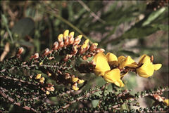 Bossiaea foliosa