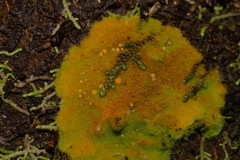 Coenogonium implexum