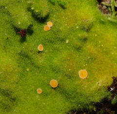 Coenogonium implexum