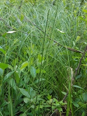 Equisetum palustre