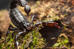Bothriurus bonariensis