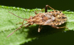 Stictopleurus punctiventris