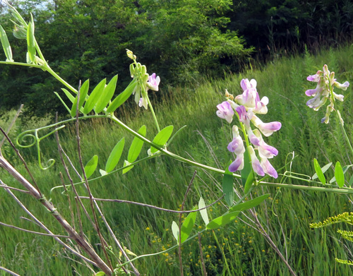 Vicia biennis L.