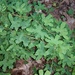 Hartford Fern - Photo (c) Nate Martineau, some rights reserved (CC BY-NC), uploaded by Nate Martineau