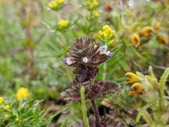 Euphrasia frigida