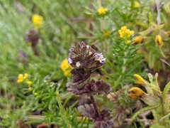 Euphrasia frigida