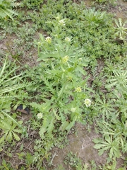 Acicarpha tribuloides