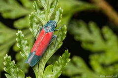Cardioscarta flavifrons