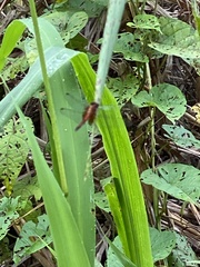 Erythrodiplax fervida