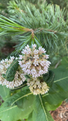 Asclepias syriaca