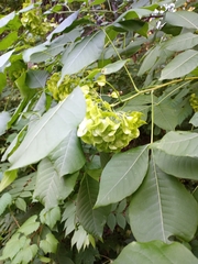 Ptelea trifoliata mollis