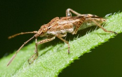 Stictopleurus punctiventris