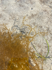 Dictyosiphon sinicola