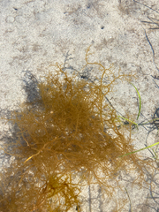 Dictyosiphon sinicola