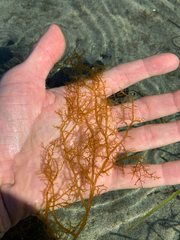 Dictyosiphon sinicola