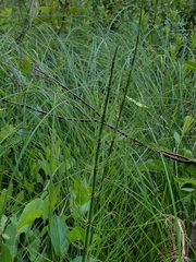 Equisetum palustre
