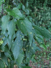 Pachypsylla celtidisasterisca