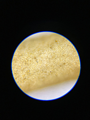 Dictyosiphon sinicola