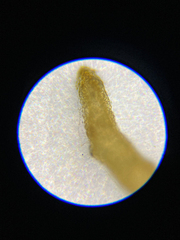 Dictyosiphon sinicola