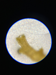 Dictyosiphon sinicola