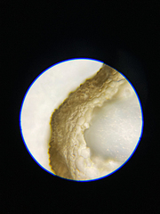 Dictyosiphon sinicola