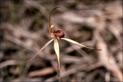 Caladenia fitzgeraldii