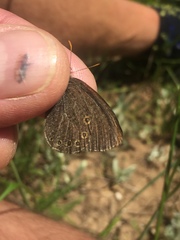 Coenonympha haydenii