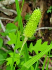 Carex typhina