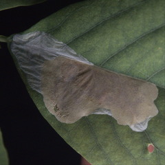 Macrosaccus robiniella