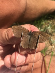 Coenonympha haydenii