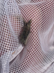 Coenonympha haydenii