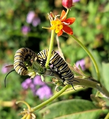 Danaus plexippus