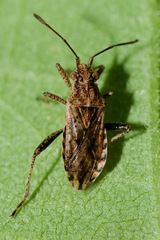 Stictopleurus punctiventris