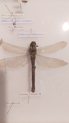 Aeshna cyanea