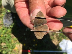 Coenonympha haydenii