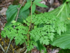 Conioselinum chinense