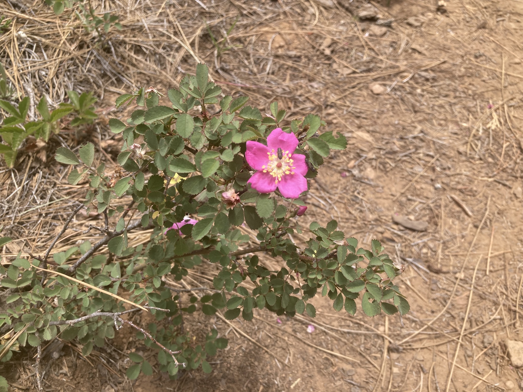 Imagem de Rosa-do-mato