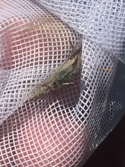 Coenonympha haydenii