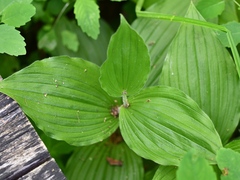Cypripedium reginae