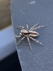 Menemerus bivittatus